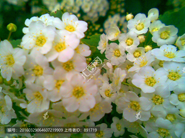 丁香花