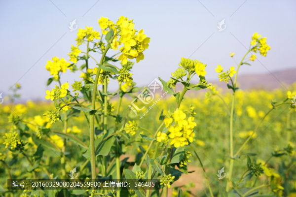 油菜花