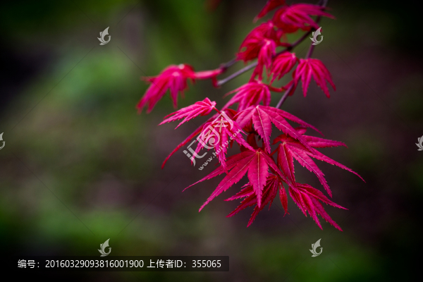 紅楓
