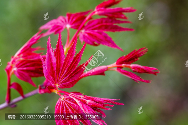 紅楓