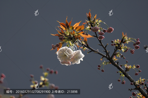 櫻花
