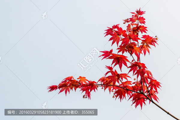 紅楓