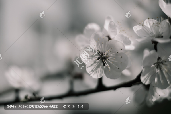 杏花
