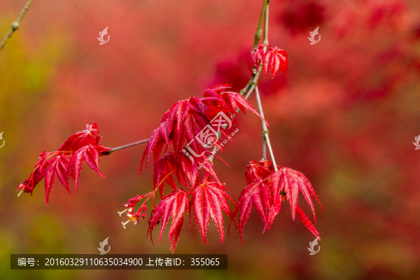 紅楓