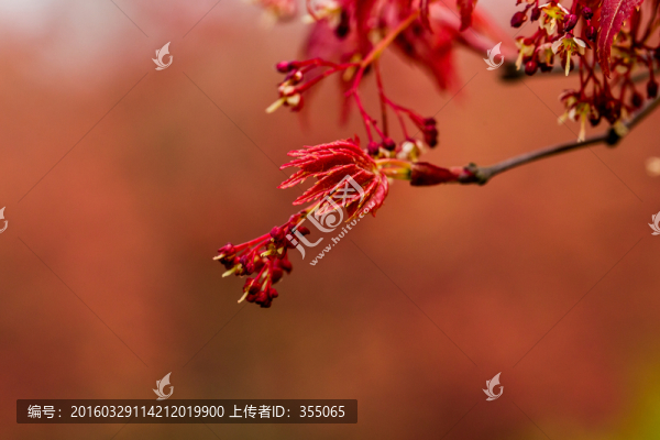 紅楓