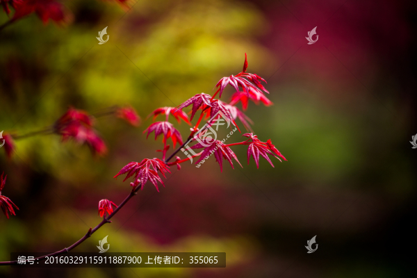 紅楓