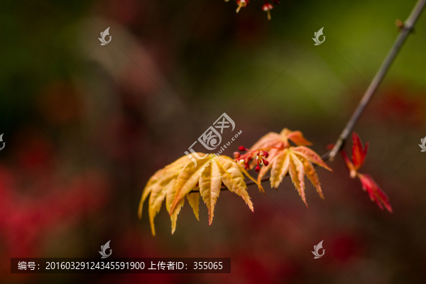 紅楓