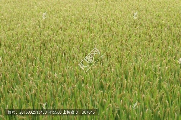 稻田