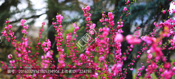 春色滿園