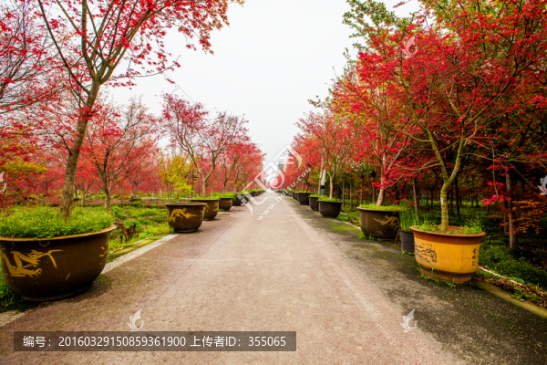 紅楓