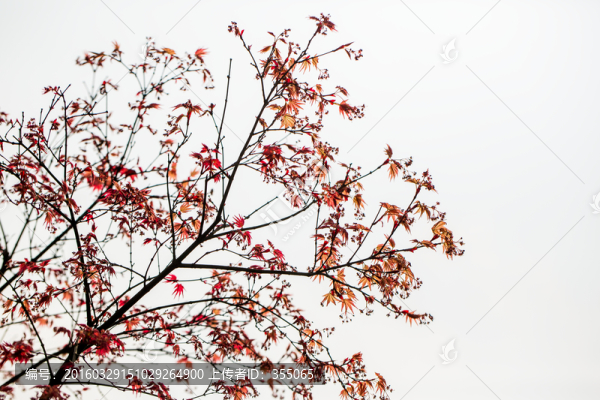 紅楓