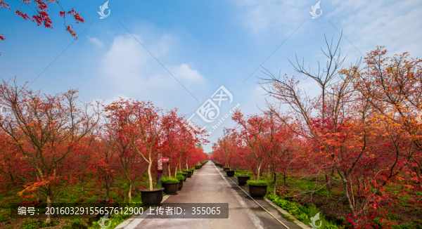 紅楓
