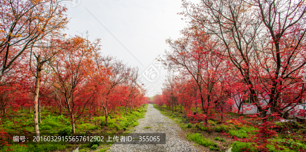 紅楓