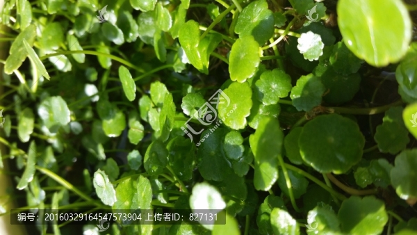 銅錢草