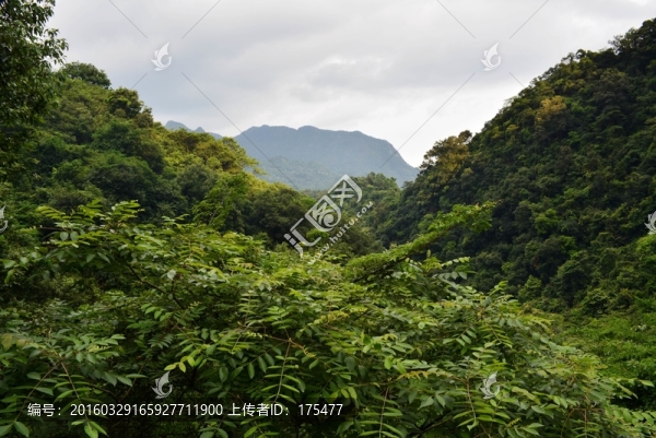 翠綠群山