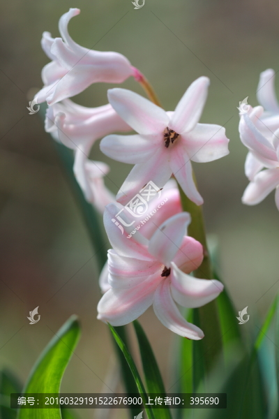 風(fēng)信子花