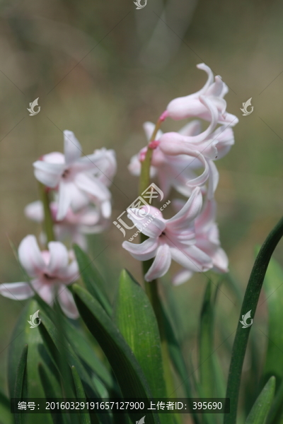 風(fēng)信子花