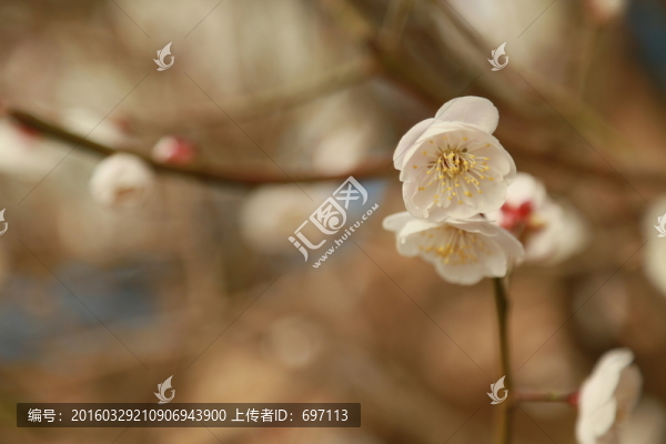 梅花