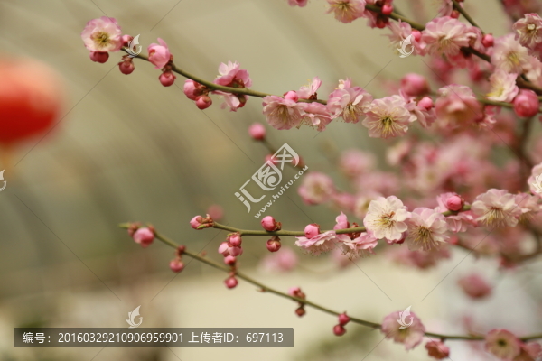 梅花