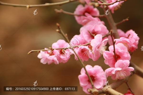 梅花