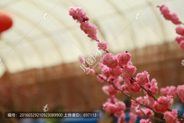 梅花