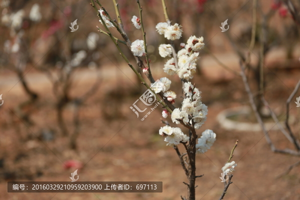 梅花