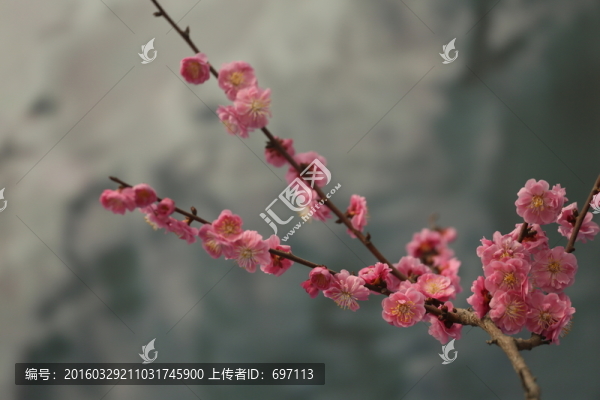 梅花