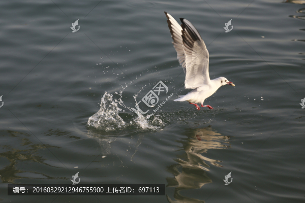 海鷗
