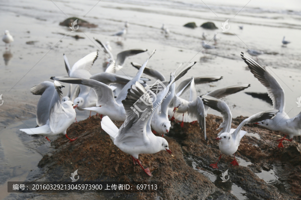海鷗