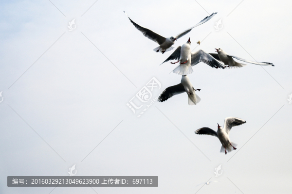 海鷗
