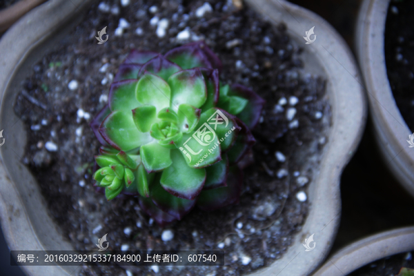 耐旱植物,多肉植物,家庭種植