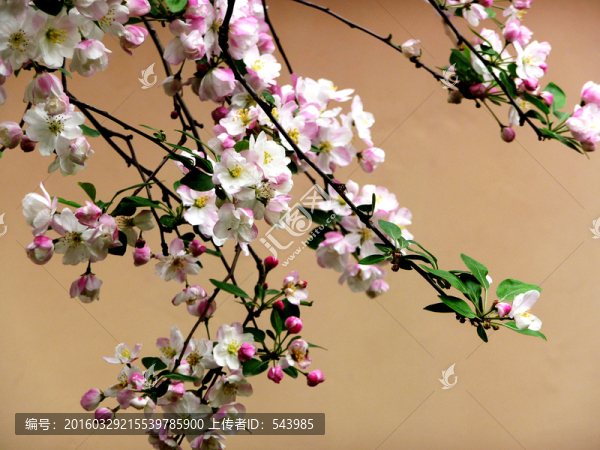 海棠花