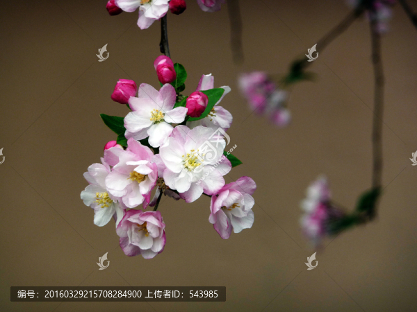 海棠花高清