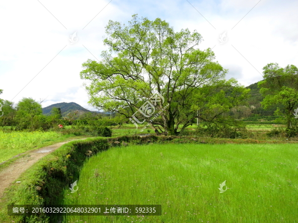 樟樹
