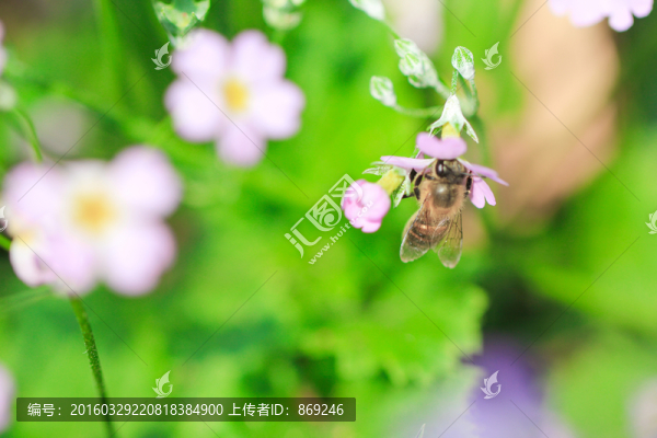 報(bào)春花