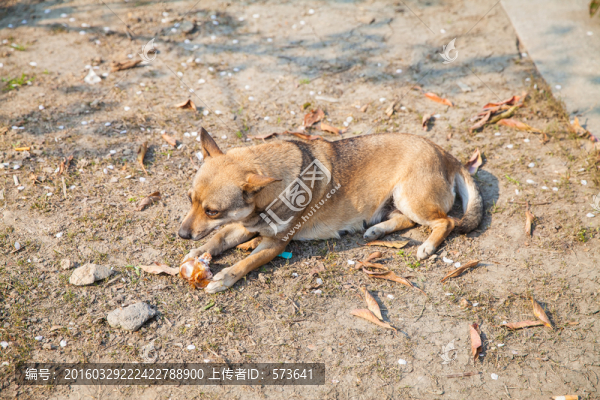 中華田園犬