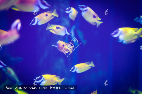 七彩吊魚