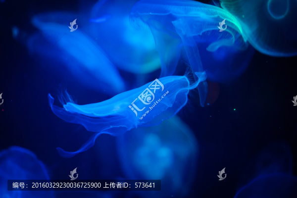 水母
