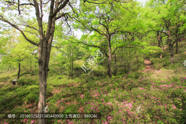 山花爛漫
