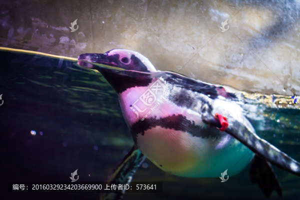 企鵝