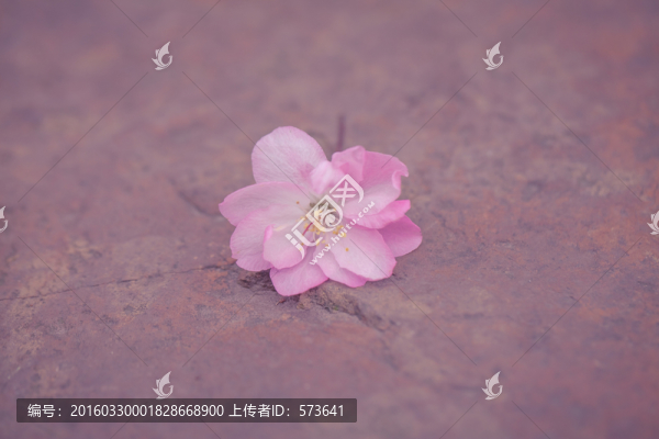 掉落的粉色櫻花