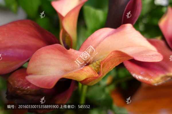 彩色馬蹄蓮