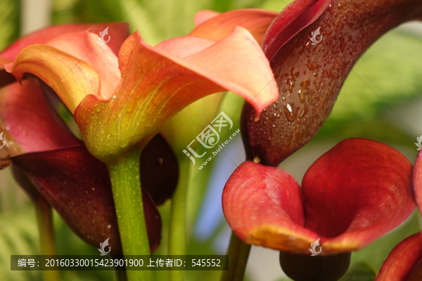 彩色馬蹄蓮