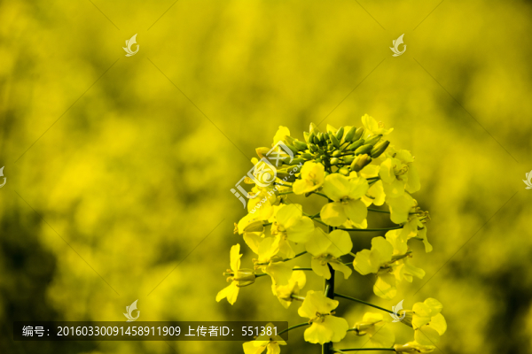油菜花
