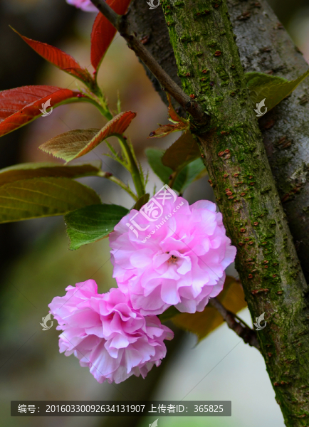 櫻花