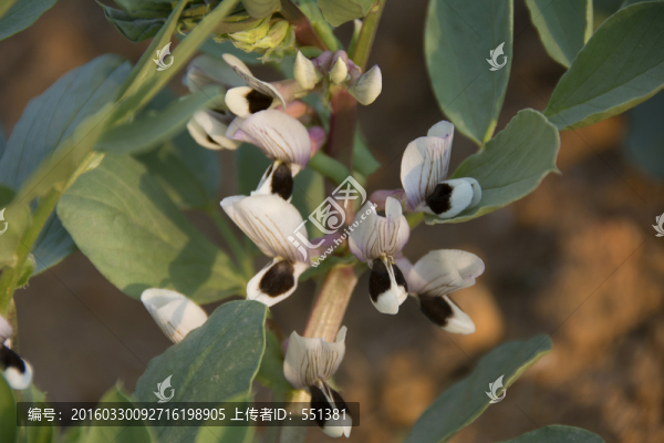 蠶豆花