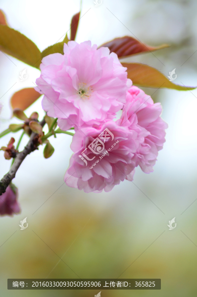 櫻花