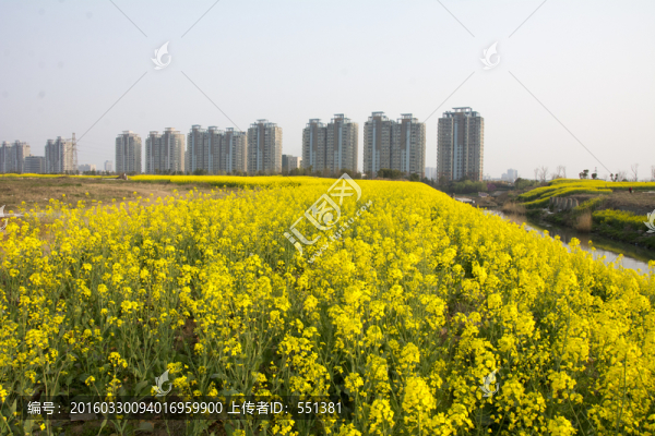 油菜花