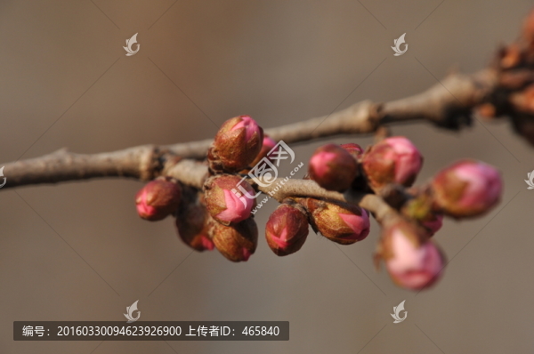 桃花含苞欲放