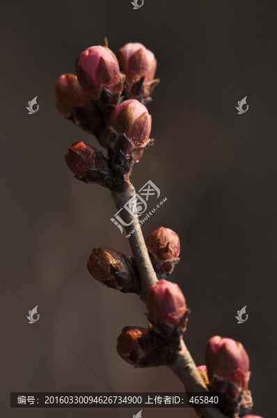 桃花含苞欲放
